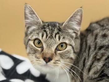 Saturn -  Domestic Short Hair Cat for Adoption in Portland, Oregon - Saturn | PetCurious