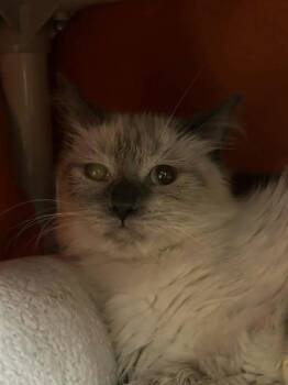 Domestic Long Hair and Domestic Short Hair Cats Available for Adoption in Munster, Indiana - Hyphen | PetCurious