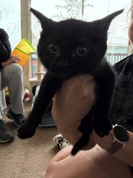Domestic Short Hair Cats Available for Adoption in Grand Rapids, Michigan - Xenopus | PetCurious
