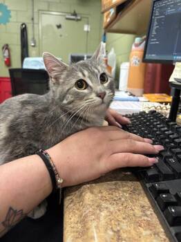 Domestic Short Hair Cats Available for Adoption - SNOOKUMS | PetCurious