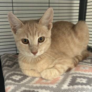 Josh -  Domestic Short Hair Cat for Adoption in Dallas, Texas - Josh | PetCurious