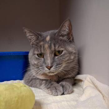 Doris -  Domestic Short Hair Cat for Adoption in Auburn, Alabama - Doris | PetCurious