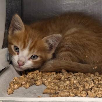 Hulk -  Domestic Short Hair Cat for Adoption in Abilene, Texas - Hulk | PetCurious