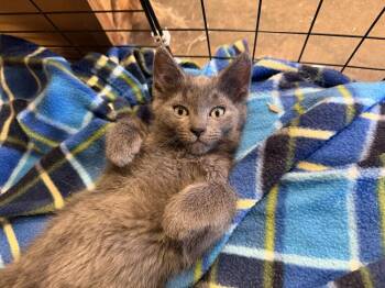 Jasper -  Domestic Short Hair Cat for Adoption in Plymouth, Michigan - Jasper | PetCurious
