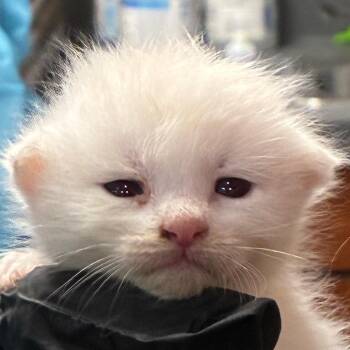 Snowball -  Domestic Short Hair Cat for Adoption in Yuma, Arizona - Snowball | PetCurious