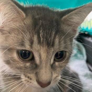 Riley - Chow Hound Northland -  Domestic Short Hair Cat for Adoption in Grand Rapids, Michigan - Riley - Chow Hound Northland | PetCurious