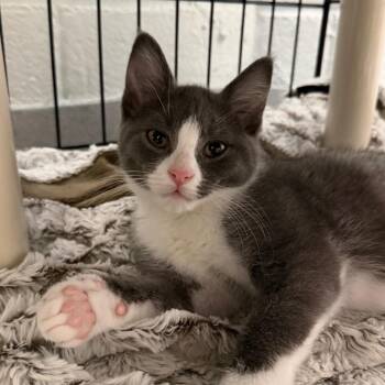 Marley -  Domestic Short Hair Cat for Adoption in Hampton Bays, New York - Marley | PetCurious
