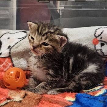 Domestic Short Hair Cats Available for Adoption in Lynchburg, Virginia - Peace | PetCurious