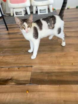 Jentle -  Domestic Short Hair Cat for Adoption in Deltona, Florida - Jentle | PetCurious