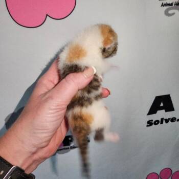 Penny -  Domestic Short Hair Cat Available for Adoption in Milton, Florida - Penny | PetCurious