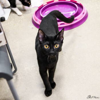 Rescue Domestic Short Hair Cats for Adoption in St. Cloud, Florida - Oakley | PetCurious