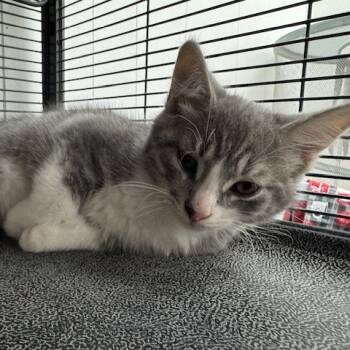 Rescue Domestic Short Hair Cats for Adoption in Greenfield, Indiana - Saw | PetCurious