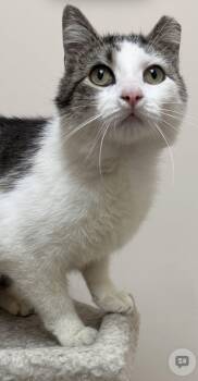 Domestic Short Hair Cats Available for Adoption in Walled Lake, Michigan - Levi | PetCurious