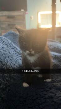 Little Billy -  Domestic Short Hair Cat for Adoption in Johnson City, Tennessee - Little Billy | PetCurious