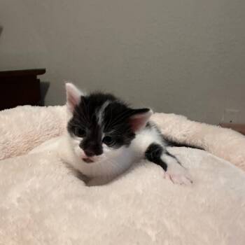 Domino -  Domestic Short Hair Cat for Adoption in Fort Lauderdale, Florida - Domino | PetCurious