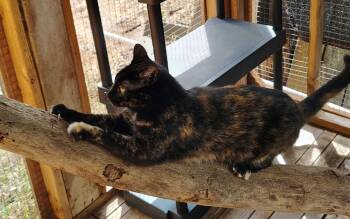 Queen -  Domestic Short Hair Cat for Adoption in Oakville, Washington - Queen | PetCurious