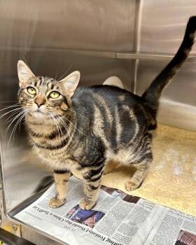 Susie -  Domestic Short Hair Cat for Adoption in Novato, California - Susie | PetCurious
