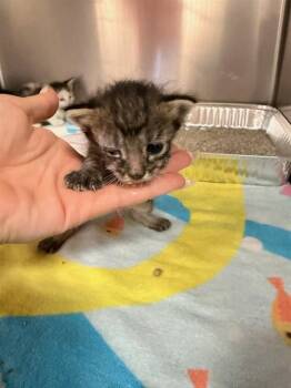 A1931532 -  Domestic Short Hair Cat for Adoption in Thousand Palms, California - A1931532 | PetCurious