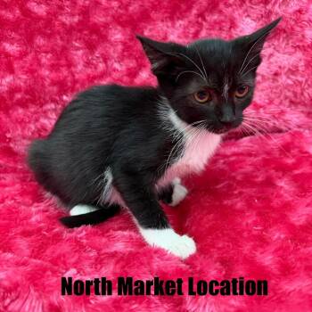 Arwen -  Domestic Short Hair Cat for Adoption in Raleigh, North Carolina - Arwen | PetCurious