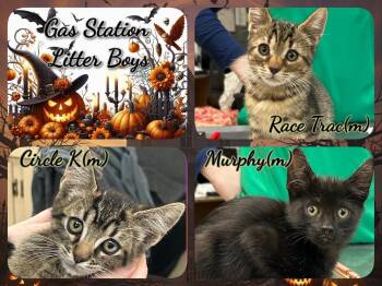 Rescue Domestic Short Hair Cats for Adoption in Corinth, New York - Gas Station Boys | PetCurious
