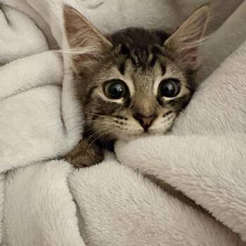 Autumn -  Domestic Short Hair Cat for Adoption in West Palm Beach, Florida - Autumn | PetCurious