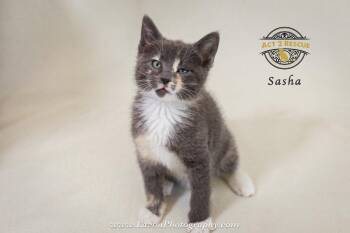 Domestic Short Hair Cats Available for Adoption in Riverside, California - Sasha | PetCurious