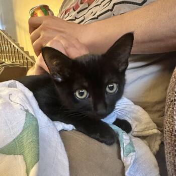 Rescue Domestic Short Hair Cats for Adoption in Los Angeles, California - Midnight | PetCurious