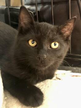 Rescue Domestic Short Hair Cats for Adoption in Buffalo, New York - Noelle | PetCurious