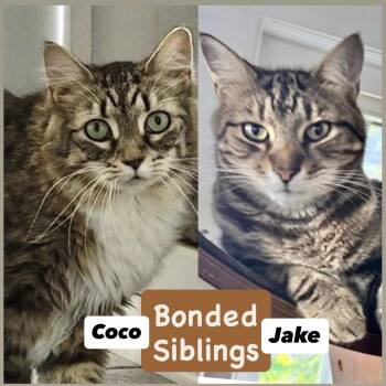 Rescue Domestic Short Hair Cats for Adoption in Franklin Township, New Jersey - Coco & Jake Bonded Siblings | PetCurious