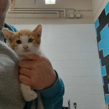 Domestic Short Hair Cats Available for Adoption in Ardmore, Oklahoma - Oliver | PetCurious