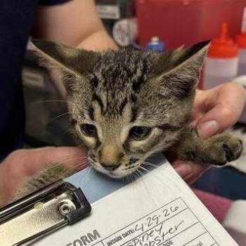 Domestic Short Hair Cats Available for Adoption in Tempe, Arizona - Spiney Lobster | PetCurious