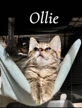 Ollie -  Domestic Medium Hair and Tabby Cat for Adoption in Saginaw, Michigan - Ollie | PetCurious