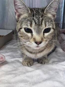 Domestic Short Hair Cats Available for Adoption - Carli | PetCurious