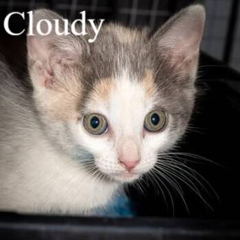 Domestic Short Hair Cats Available for Adoption in San Tan Valley, Arizona - Cloudy | PetCurious
