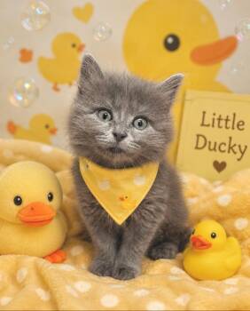 Duckie -  Domestic Short Hair Cat for Adoption in Washington Court House, Ohio - Duckie | PetCurious