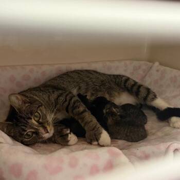 Broadway -  Domestic Short Hair Cat for Adoption in Watertown, New York - Broadway | PetCurious
