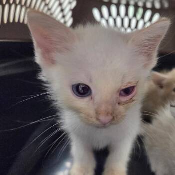 Flame -  Domestic Short Hair Cat for Adoption in Chattanooga, Tennessee - Flame | PetCurious