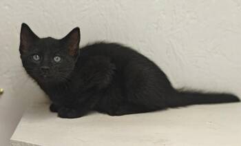 Davey -  Domestic Short Hair Cat for Adoption in West Palm Beach, Florida - Davey | PetCurious