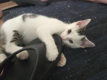 Putt Putt -  Domestic Short Hair Cat for Adoption in Cincinnati, Ohio - Putt Putt | PetCurious