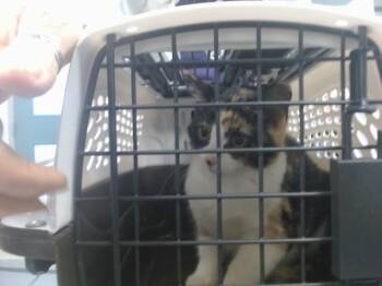 A478303 -  Domestic Short Hair Cat for Adoption in Oklahoma City, Oklahoma - A478303 | PetCurious