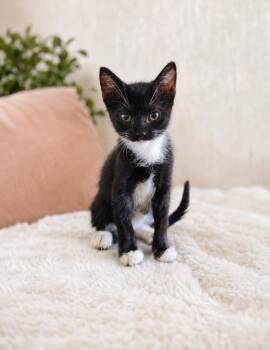 OLLIE -  Domestic Short Hair Cat for Adoption in Houston, Texas - OLLIE | PetCurious