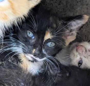 Dohickey -  Domestic Short Hair Cat for Adoption in Daytona Beach, Florida - Dohickey | PetCurious