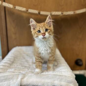 Meowchine--In Foster -  Domestic Medium Hair Cat for Adoption in Fargo, North Dakota - Meowchine--In Foster | PetCurious