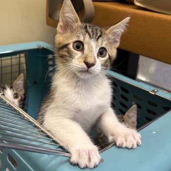 Rescue Domestic Short Hair Cats for Adoption in Morgan Hill, California - Pancake | PetCurious