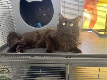 Rescue Domestic Long Hair Cats for Adoption in Plymouth, Minnesota - Heron ~Adoption Center Cat~ | PetCurious
