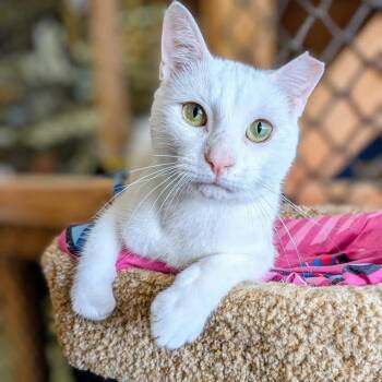 CHUMAN -  Domestic Short Hair Cat for Adoption in Delhi, Ontario - CHUMAN | PetCurious