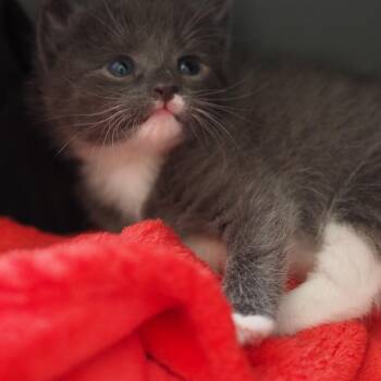 Brussels Sprout -  Domestic Short Hair Cat for Adoption in Brockton, Massachusetts - Brussels Sprout | PetCurious
