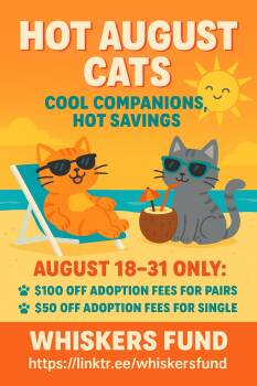 Rescue Domestic Short Hair Cats for Adoption in Lakesite, Tennessee - TITO & SAUZA | PetCurious