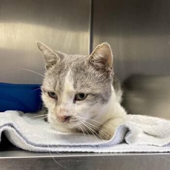 Domestic Short Hair Cats Available for Adoption in Salt Lake City, Utah - Orion | PetCurious