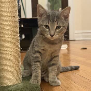 Rescue Domestic Short Hair Cats for Adoption in Chicago, Illinois - Lavender | PetCurious
